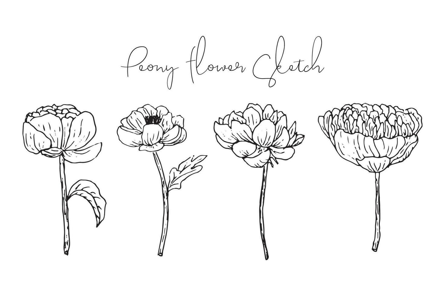 Aesthetic Spring Flower Sketch Collection vector