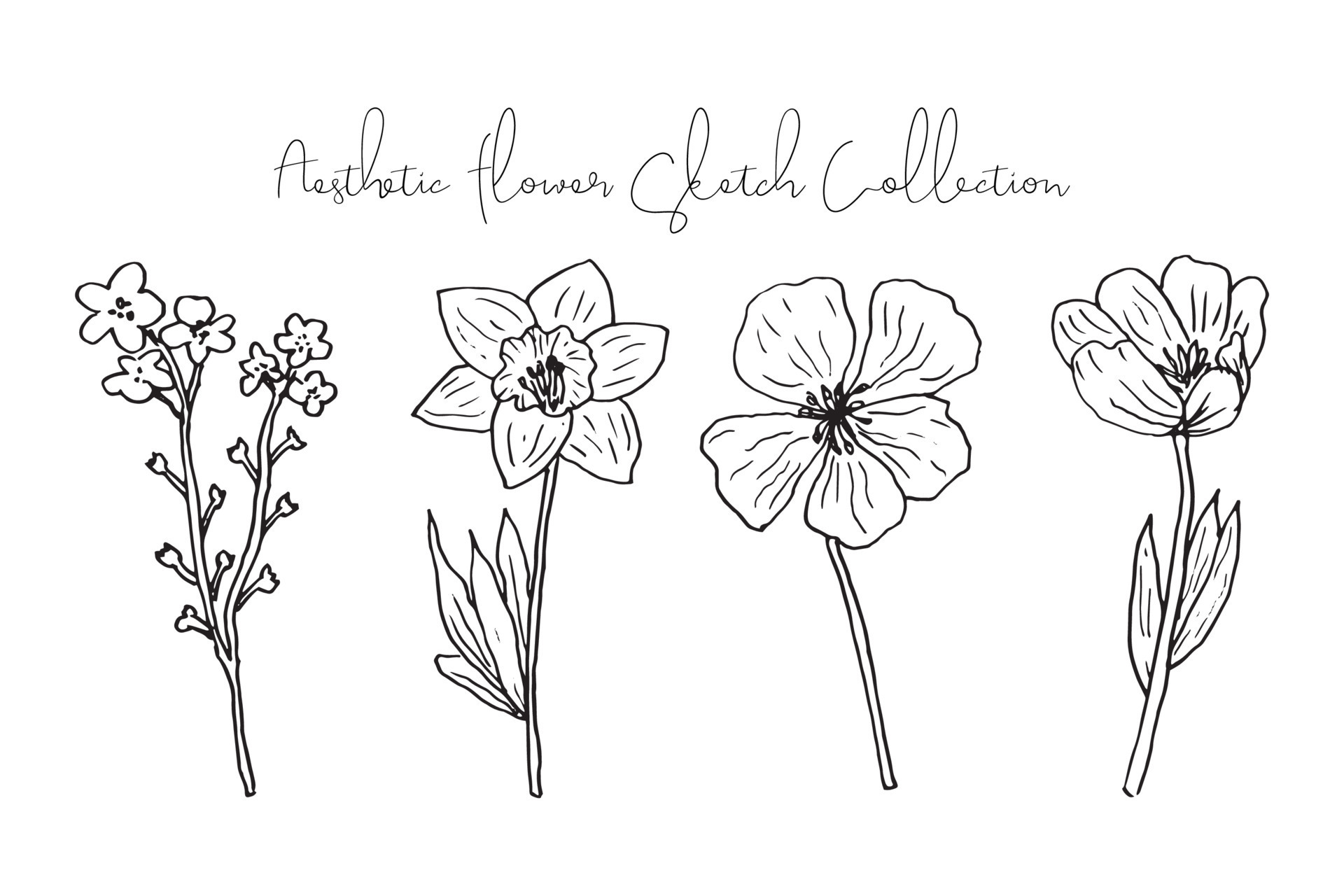 Aesthetic Spring and Summer Flower Sketch Collection 23330360 Vector