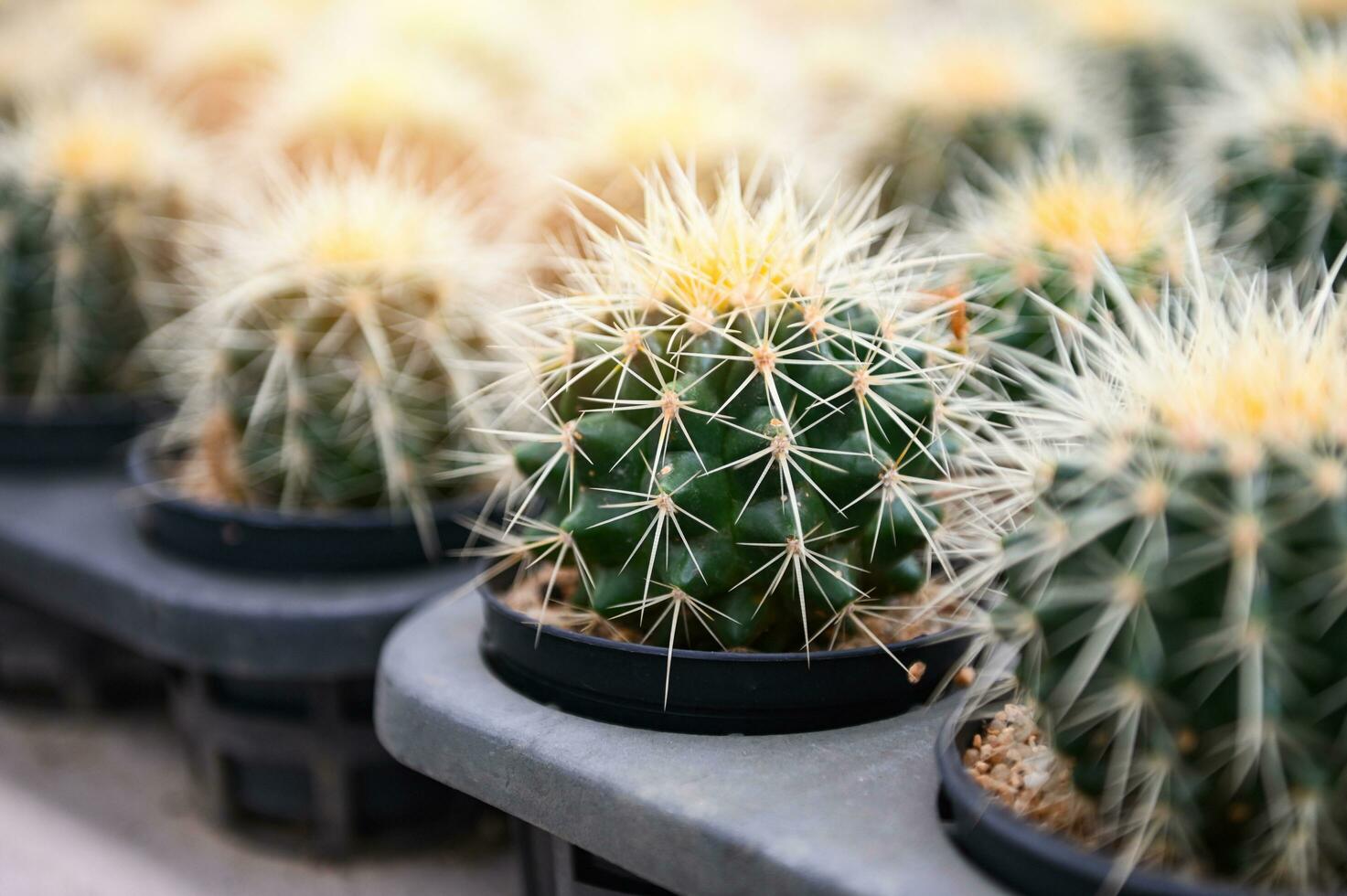 Cactus garden , Cactus pot decorate in the garden, beautiful cactus farm and succulent plants garden in greenhouse photo