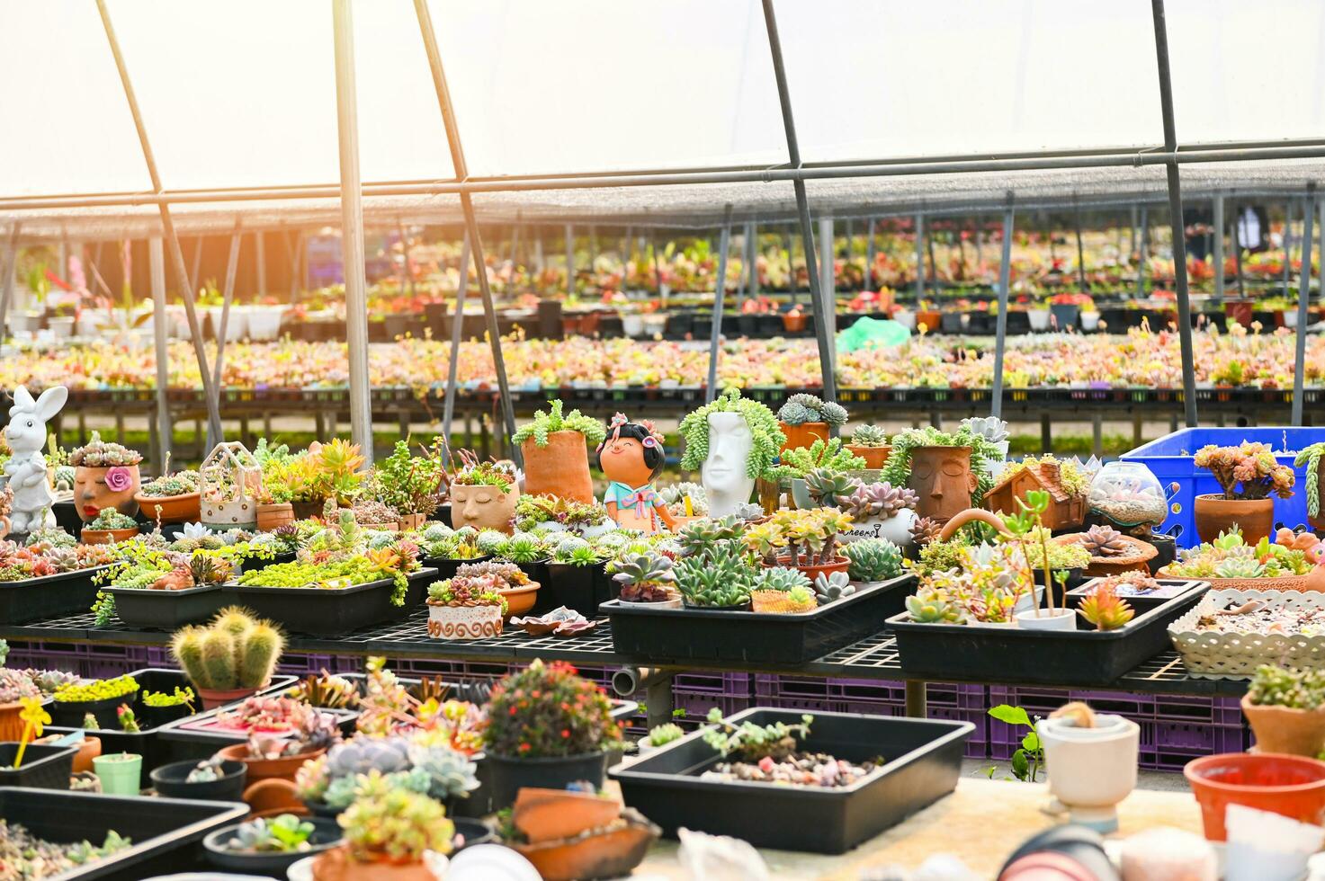 suculento plantas y cactus jardín , cactus maceta Decorar en el jardín, hermosa cactus granja y suculento plantas jardín en invernadero foto