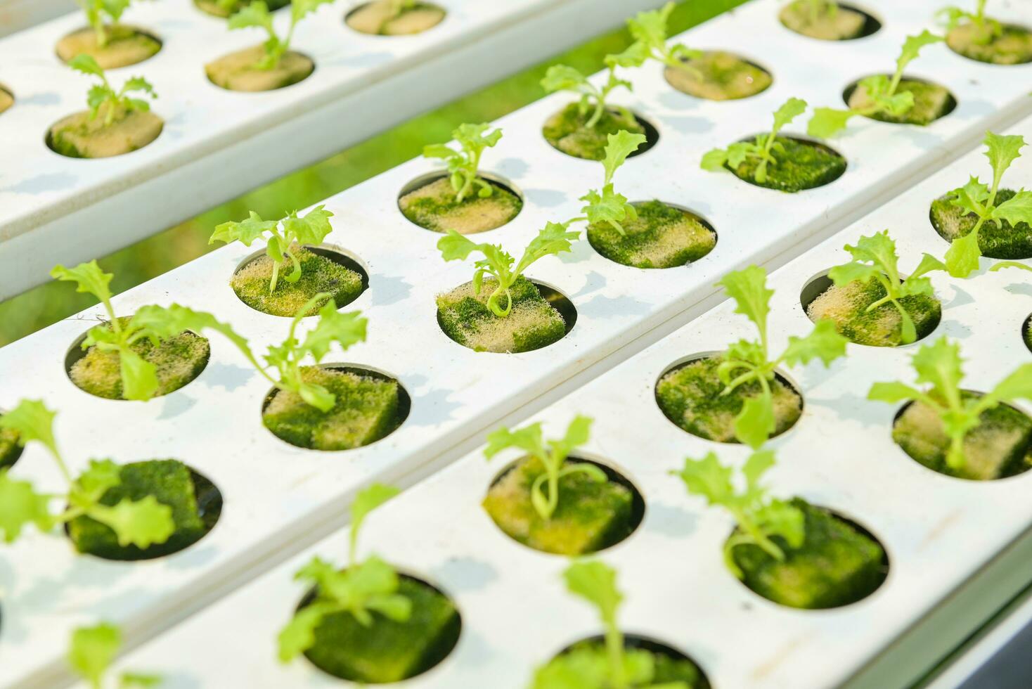 gardener hydroponic plants on water without soil agriculture organic grow plants, hydroponic planting in the hydroponic vegetables system on hydroponic farms green cos lettuce growing in the garden photo