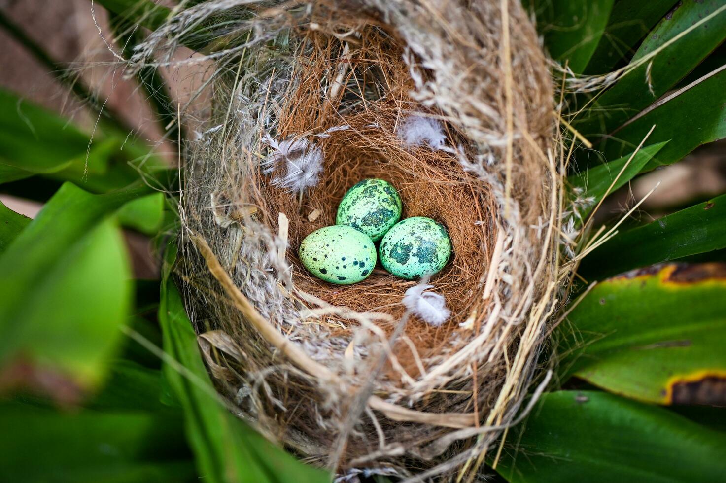 bird nest on tree branch with three eggs inside, bird eggs on birds nest and feather in summer forest , eggs easter concept photo