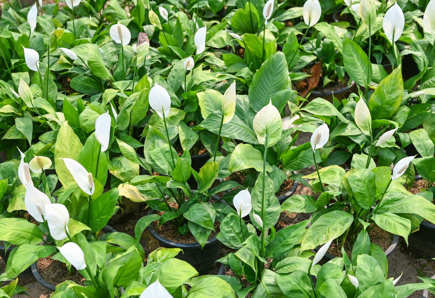 Peace lily seedling bag in the garden for planting for decorative houseplant spathiphyllum wallisii commonly known as peace lily tree ornamental plant reduce carbon and poison absorbing tree photo