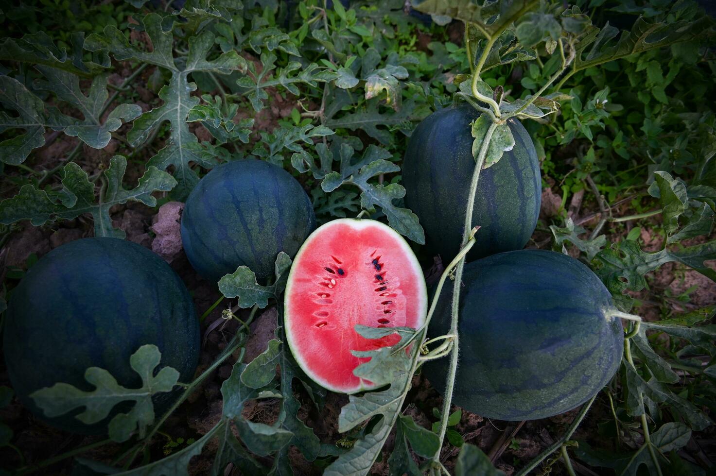 fresh watermelon fruit on ground agriculture garden watermelon farm with leaf tree plant, harvesting watermelons in the field, watermelon slice in watermelon field photo