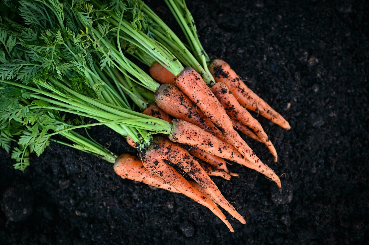 zanahoria en el suelo, zanahorias frescas que crecen en el campo de zanahorias, la verdura crece en el jardín en el suelo, granja orgánica, cosecha, producto agrícola, naturaleza foto