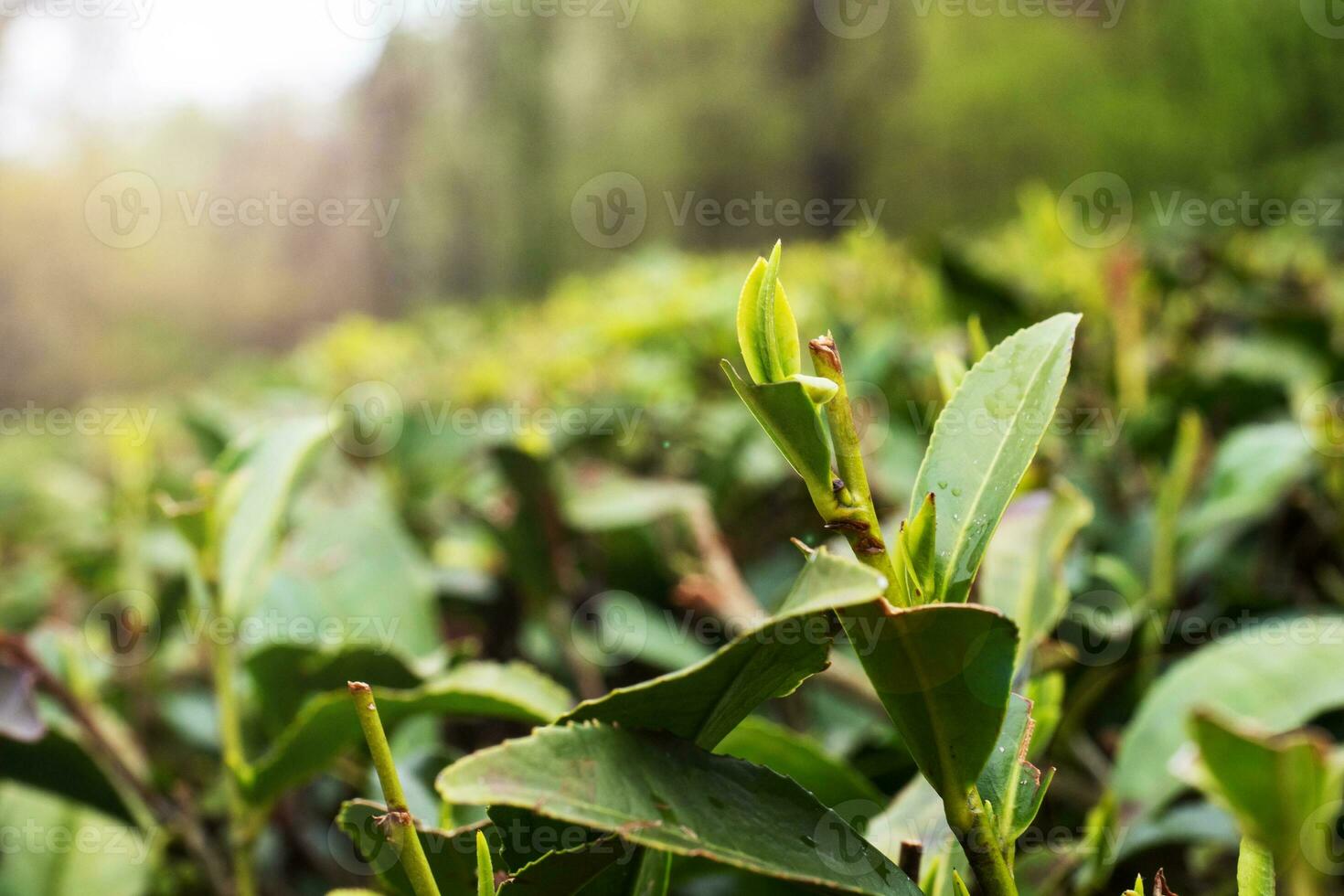 un campo con creciente verde té, el situado más al norte té plantación en el mundo. Sochi Rusia foto