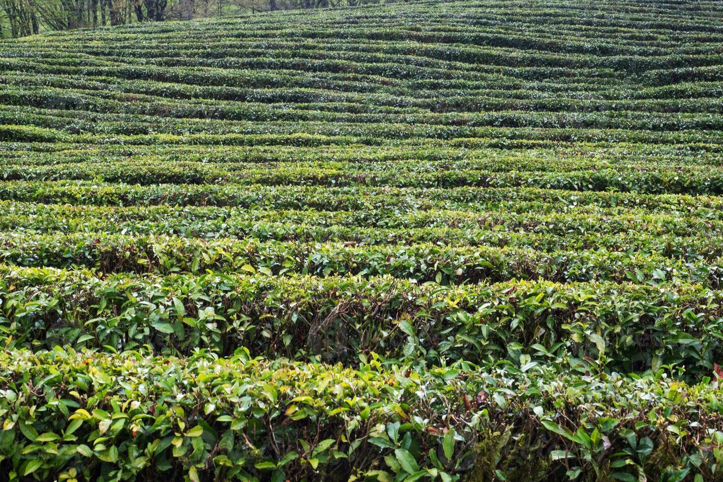 un campo con creciente verde té, el situado más al norte té plantación en el mundo. Sochi Rusia foto
