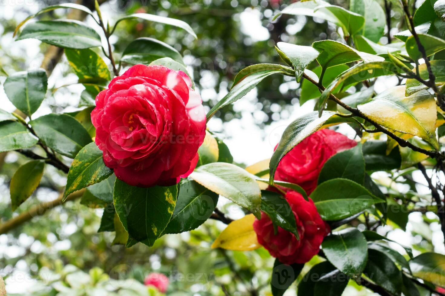 Red Camellia japonica flower in garden, close up, in bokeh background. photo