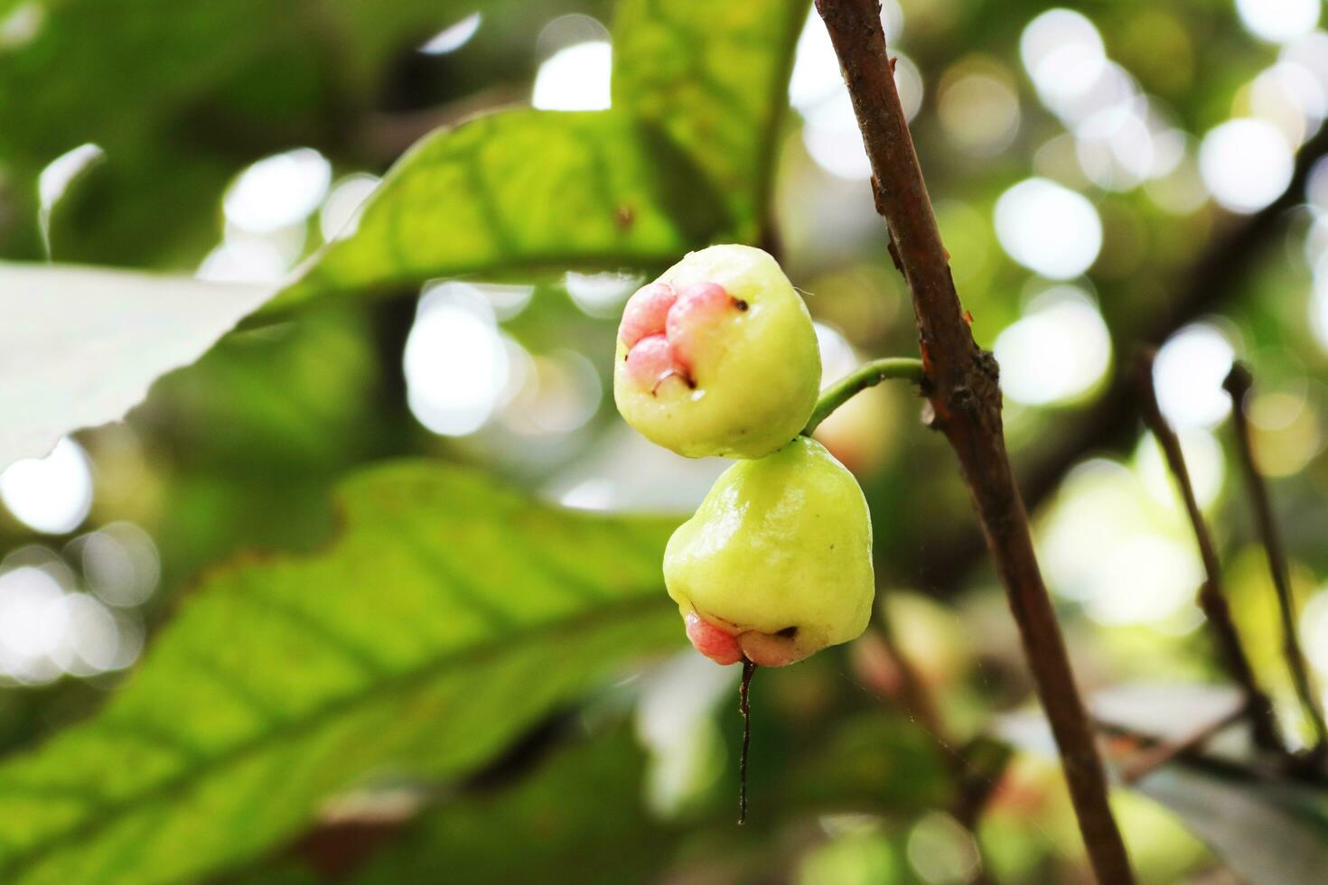 Pareja de jamrul frutas foto