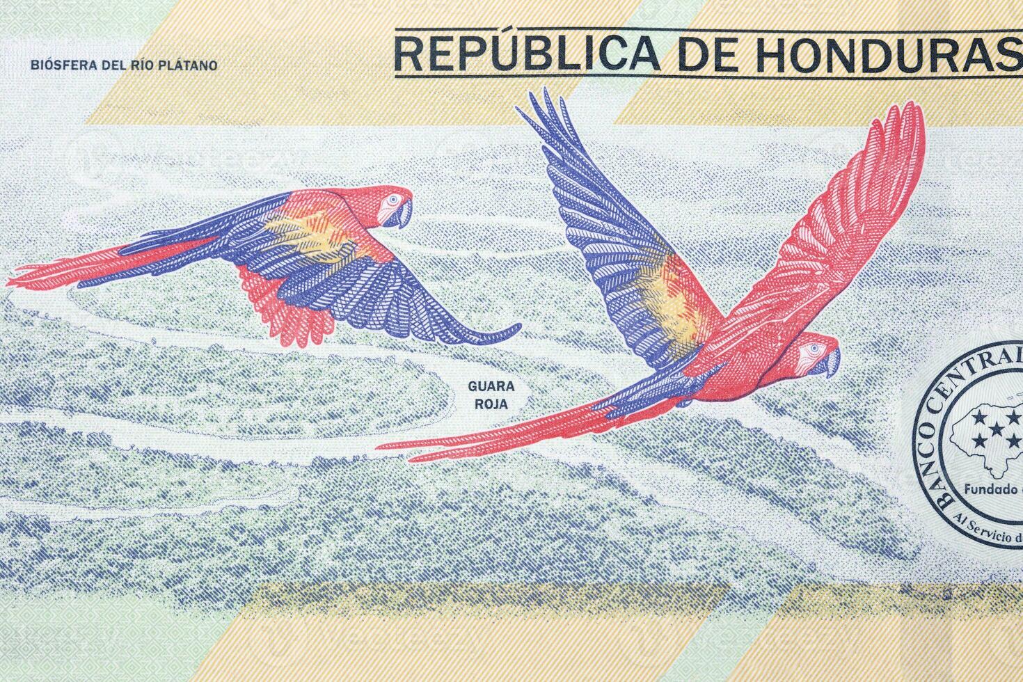 Two macaws from Honduran money photo