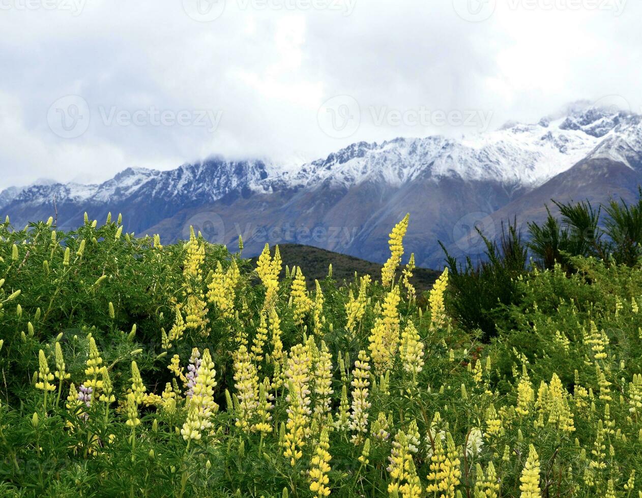 Lupines with Remarkables Mountains in background, New Zealand photo