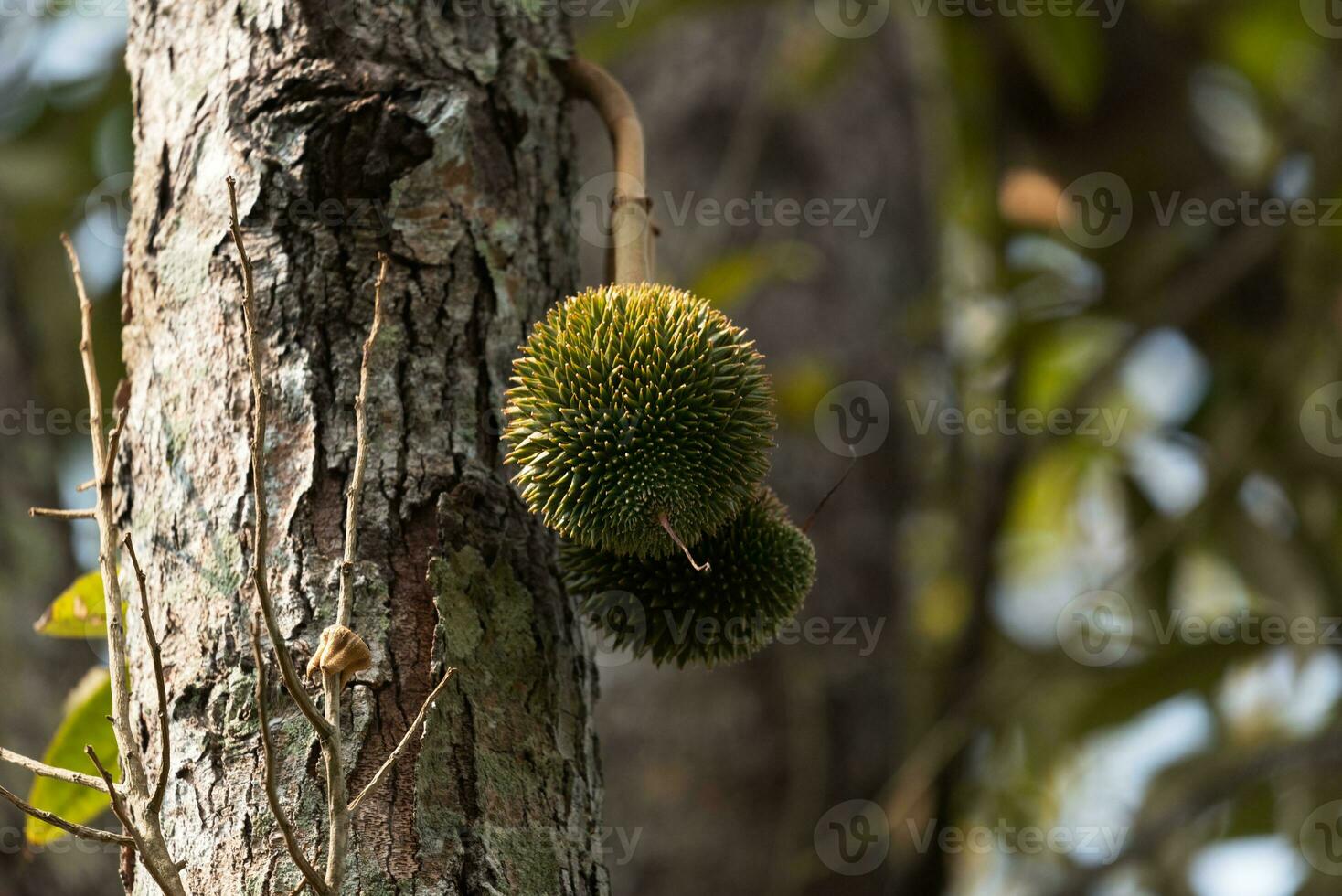 Small durian fruits on tree branch photo