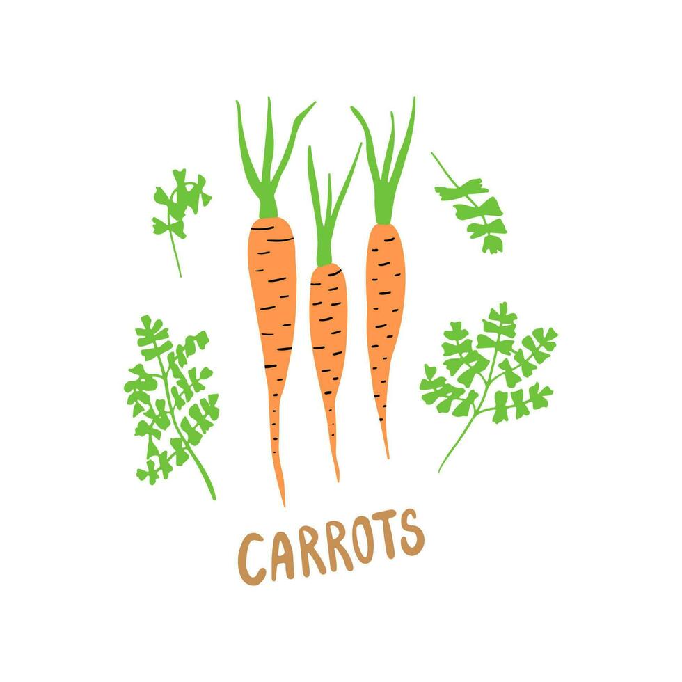 Fresh garden carrots with leaves isoalted on white background vector illustration. Hand drawn vector illustration.