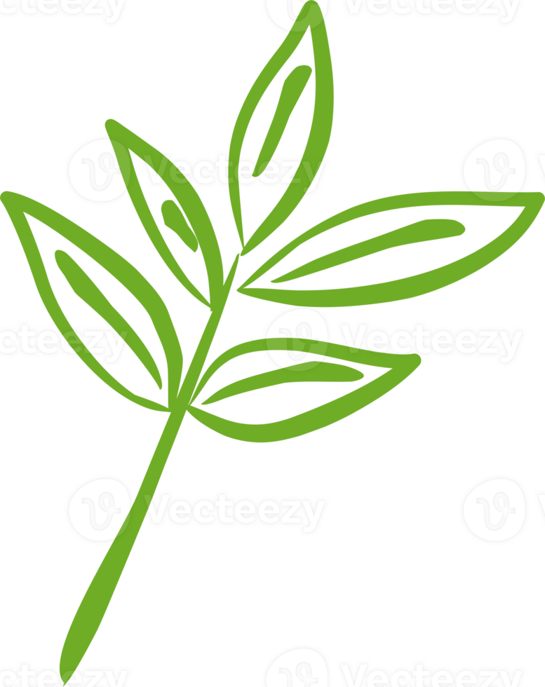 Green tea leaf PNG 23333850 PNG