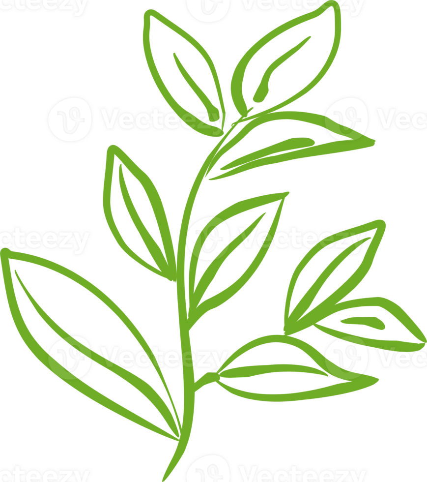 Green tea leaf PNG 23333856 PNG