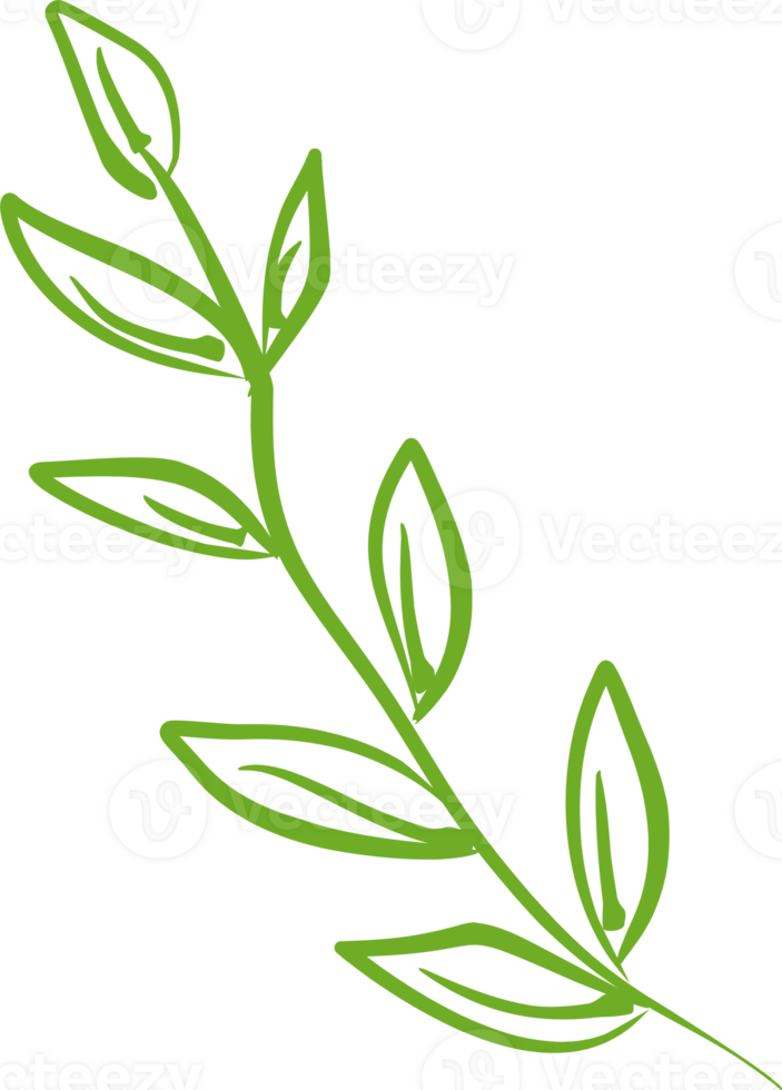 Green tea leaf PNG 23333859 PNG