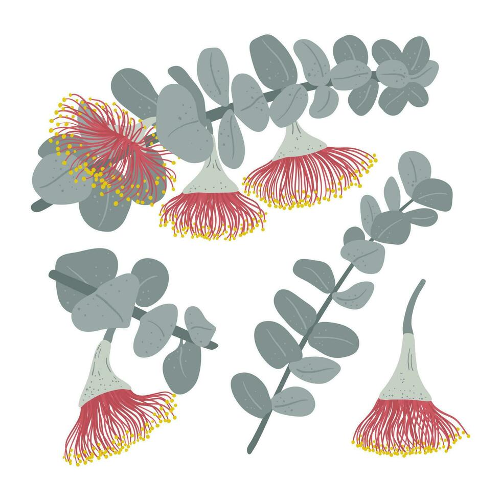 Eucalyptus branch with flowers hand drawn botanical illustrations set vector