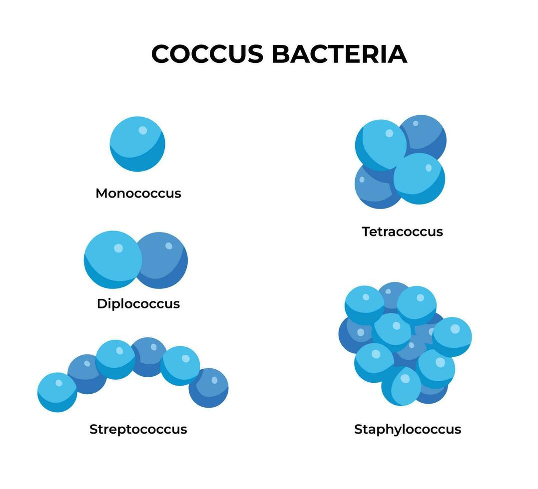 Coccus bacteria type with circular shape. Isolated biology educational vector illustration isolated on horizontal landscape white template background. Simple flat biology art.