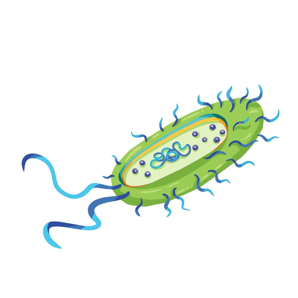 bacterias estructura vector ilustración aislado en blanco cuadrado antecedentes. médico y biología educativo dibujo con dibujos animados sencillo plano estilo.