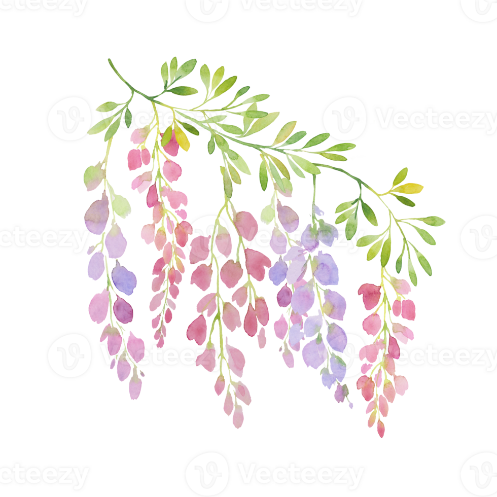 watercolor pink wisteria branch. Twigs of blooming wisteria and branches with leaves png