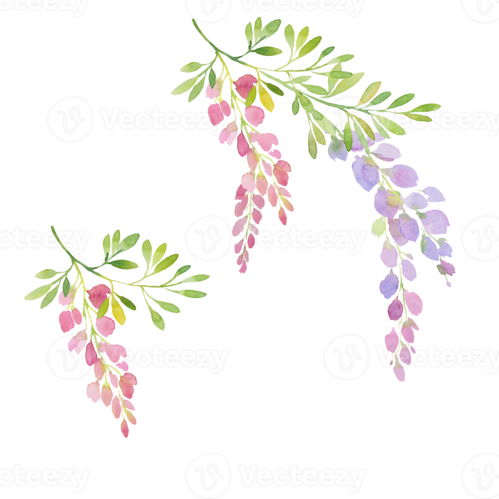 watercolor pink wisteria branch. Twigs of blooming wisteria and branches with leaves png