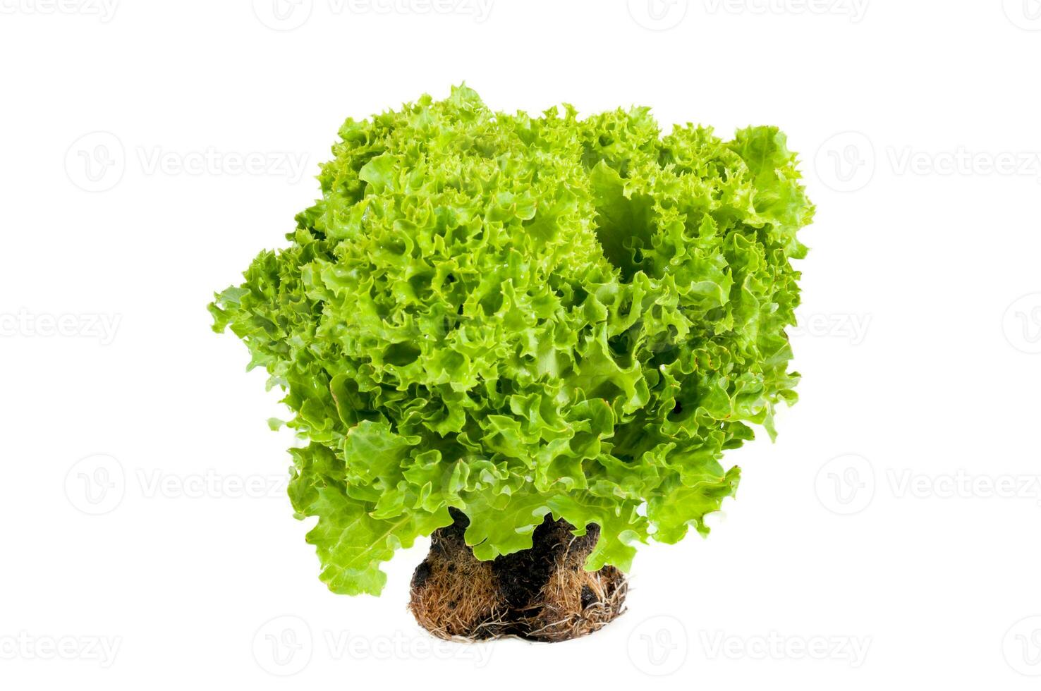 Lettuce isolated on white photo