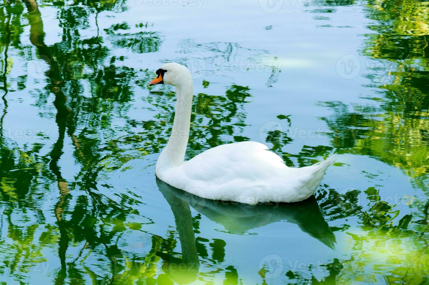 Elegant Swan in zoo photo