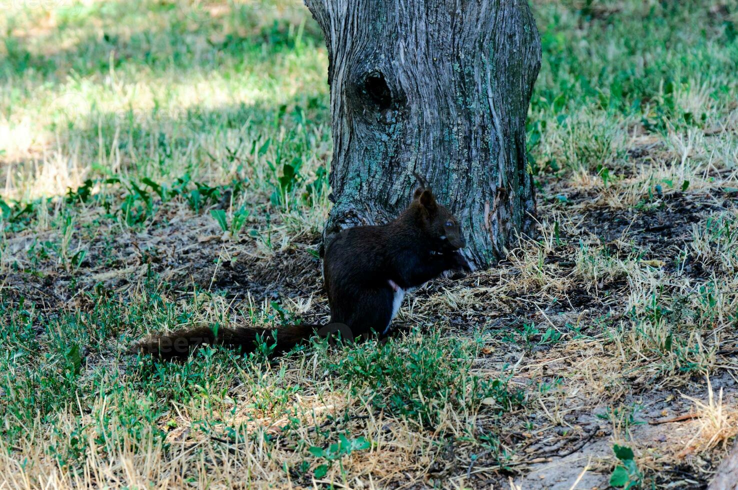 Squirrel in the park photo