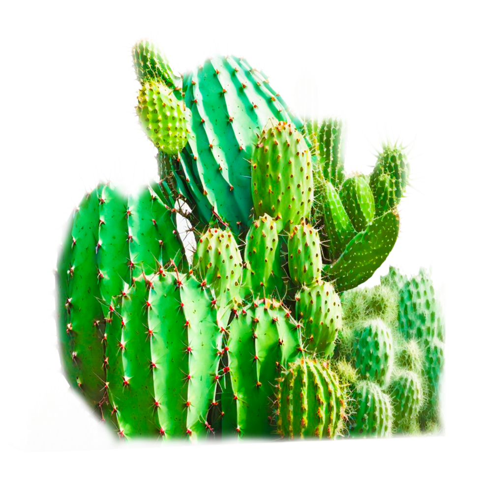 cactus cartoon transparent png