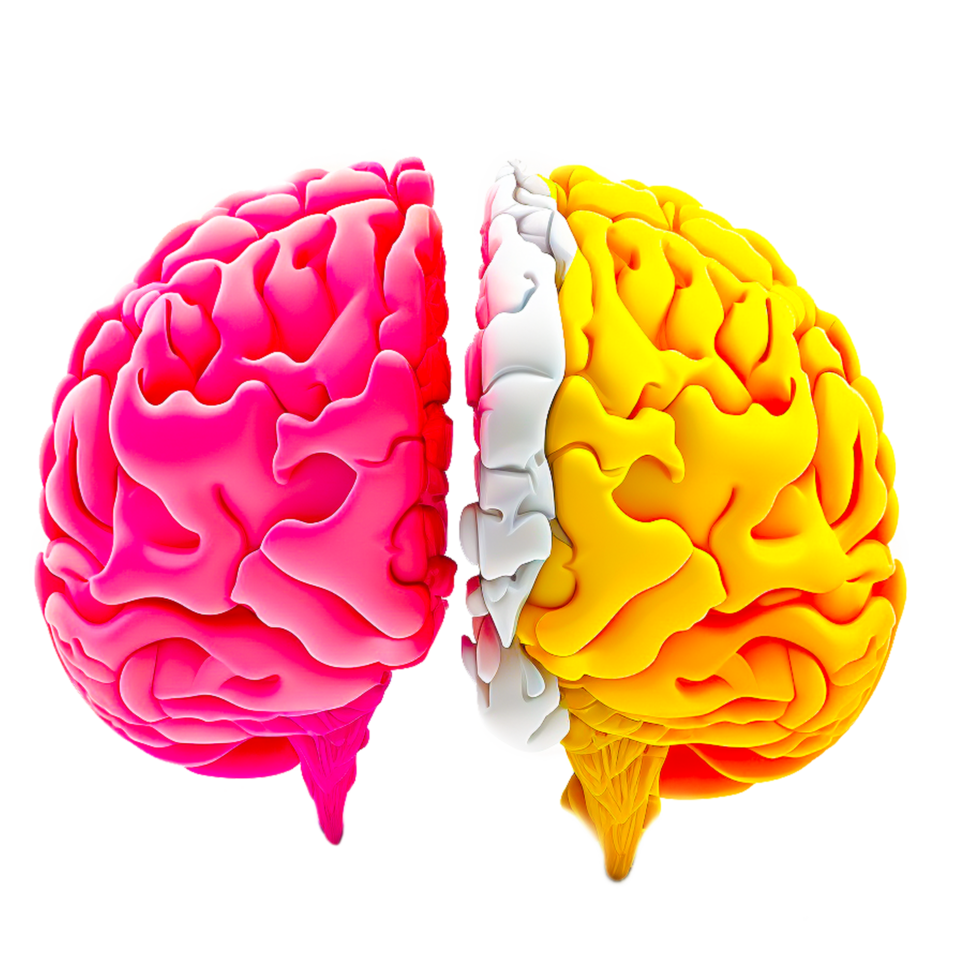 human brain illustration png