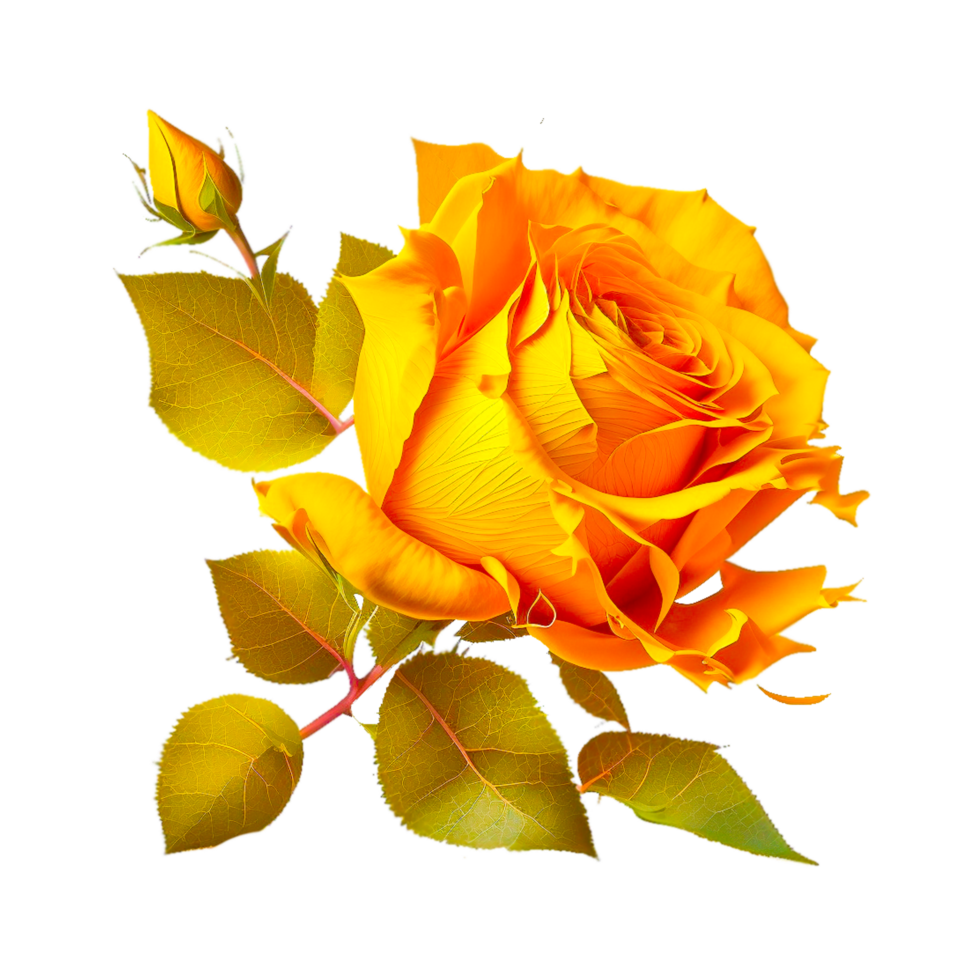 Golden Rose transparent png