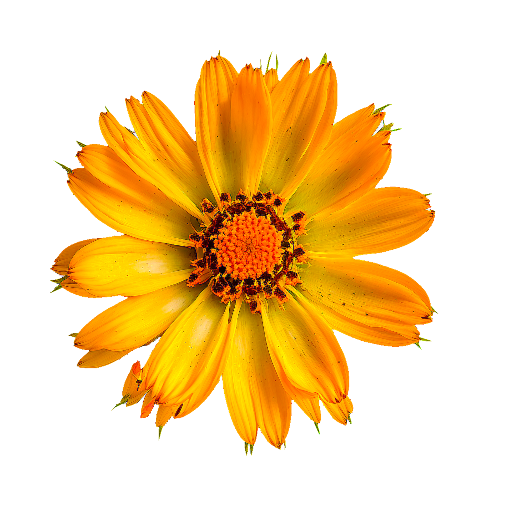 flower top view transparent 23338201 PNG