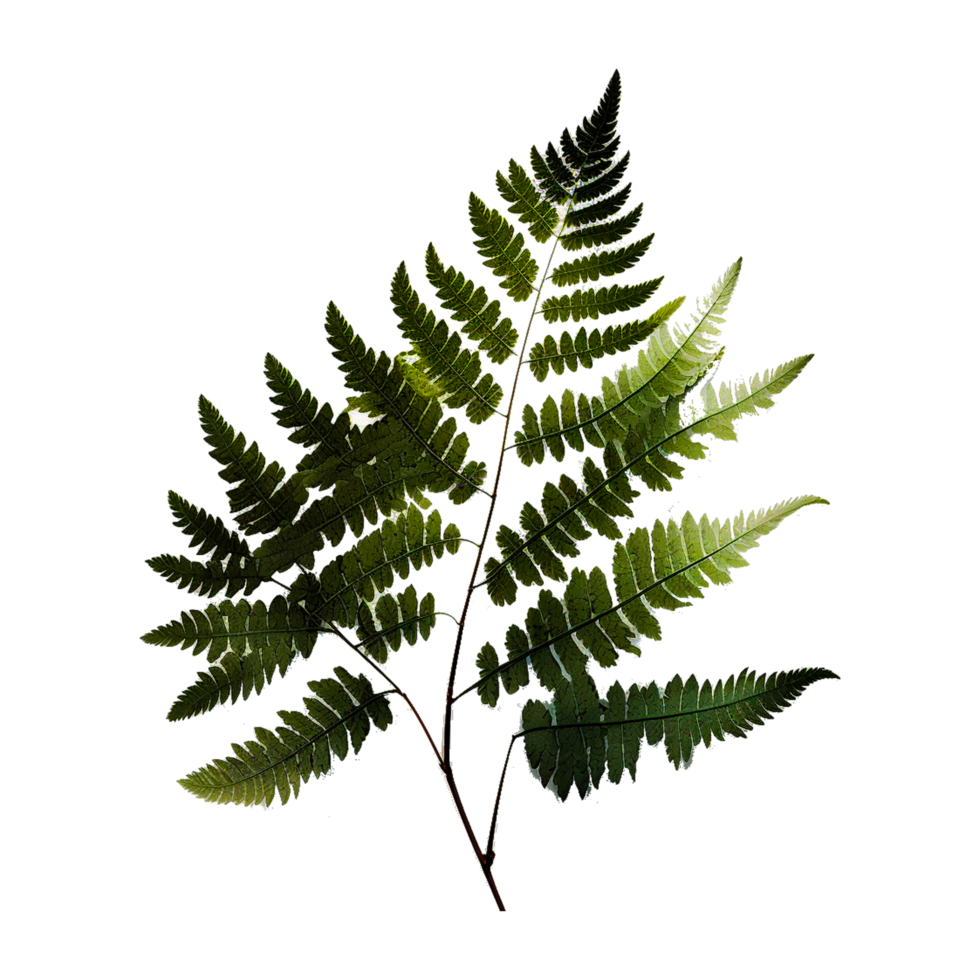 Fern Botanical Illustration Botany Drawing png