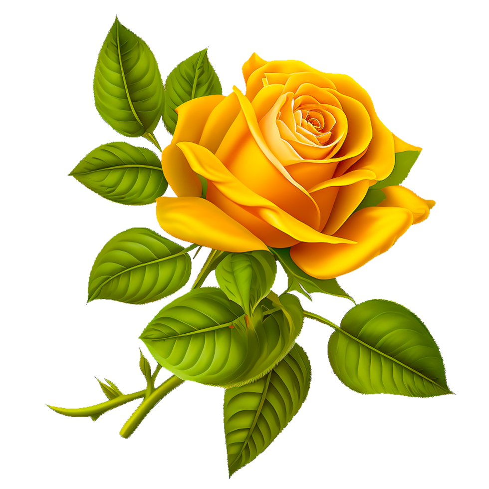 yellow rose flower illustration png