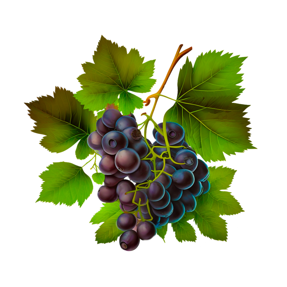 Bunch Of Grapes png