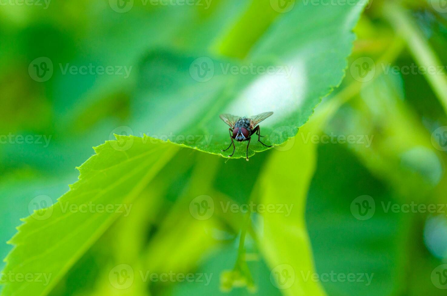 pequeño mosquito cerca arriba foto