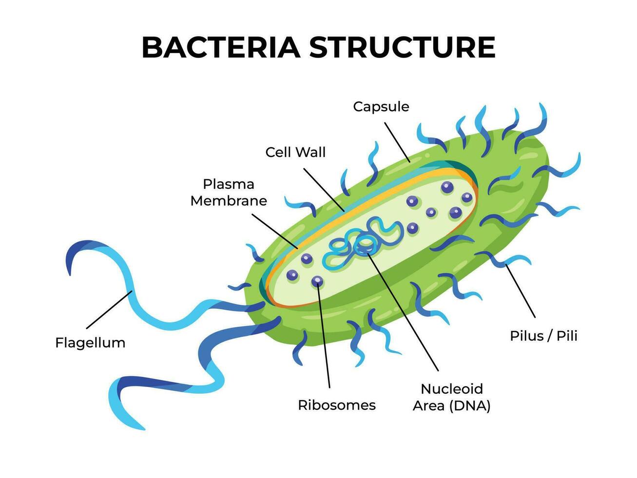 bacterias estructura vector ilustración con bacterias partes texto aislado en blanco paisaje horizontal antecedentes modelo. médico y biología educativo dibujo con dibujos animados sencillo plano estilo.