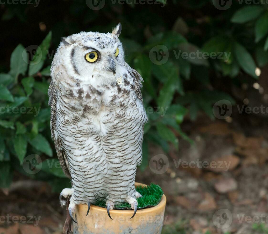 Grey owl perched photo