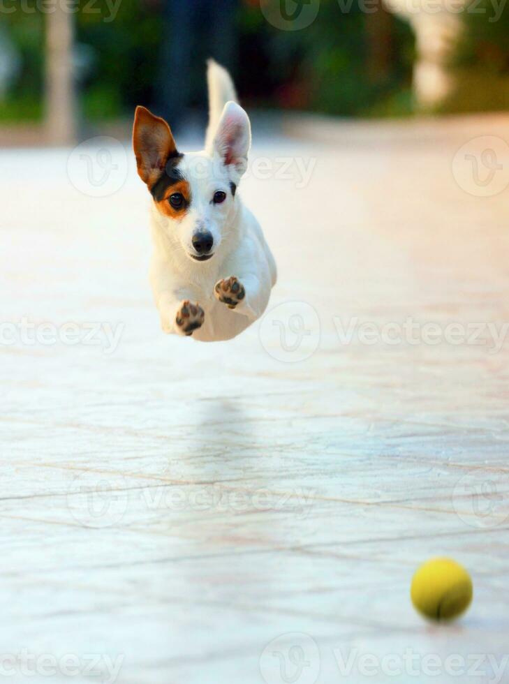 Dog runs fun and happy  playing with ball outdoors photo