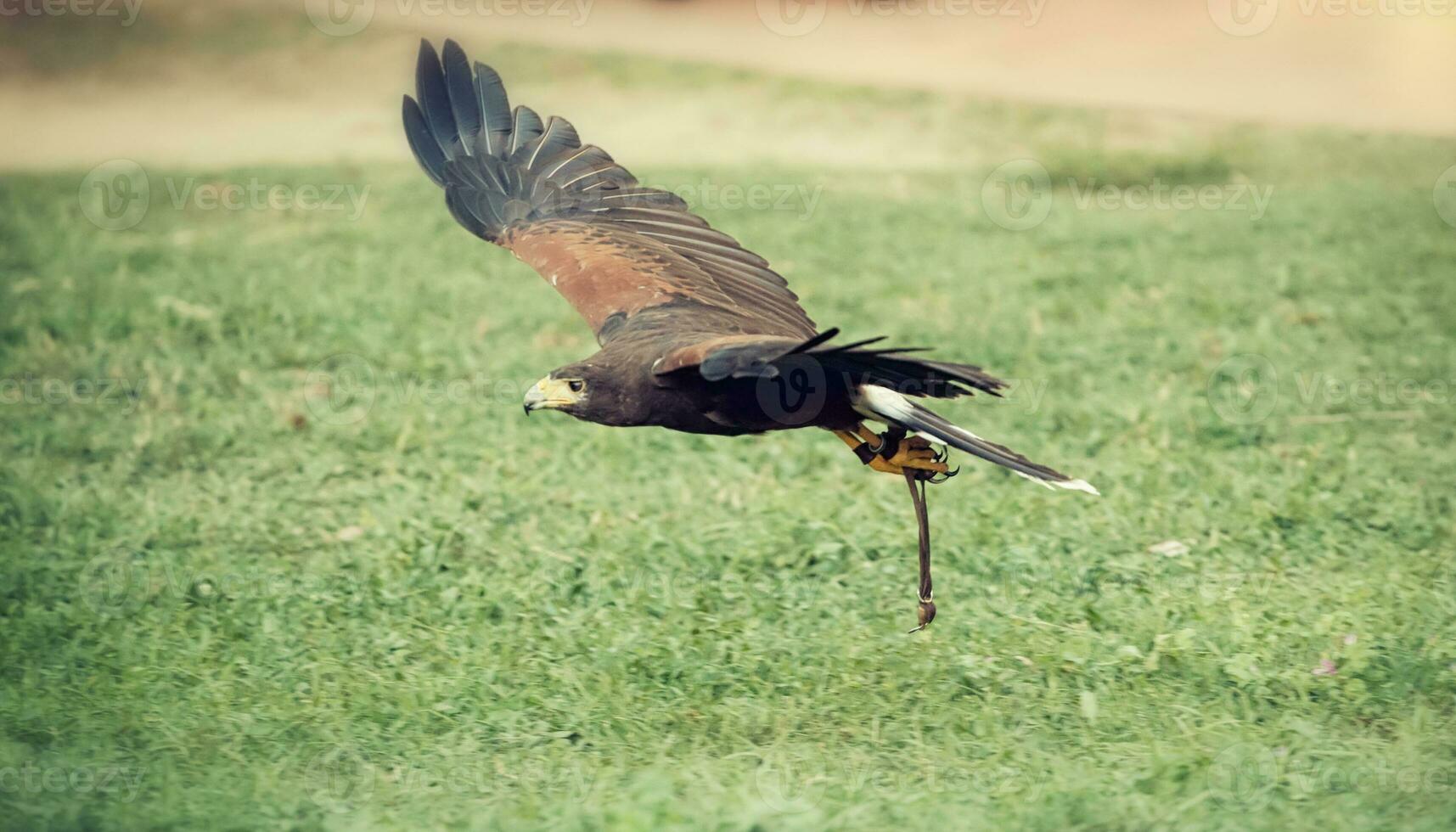 Hawk in flight photo