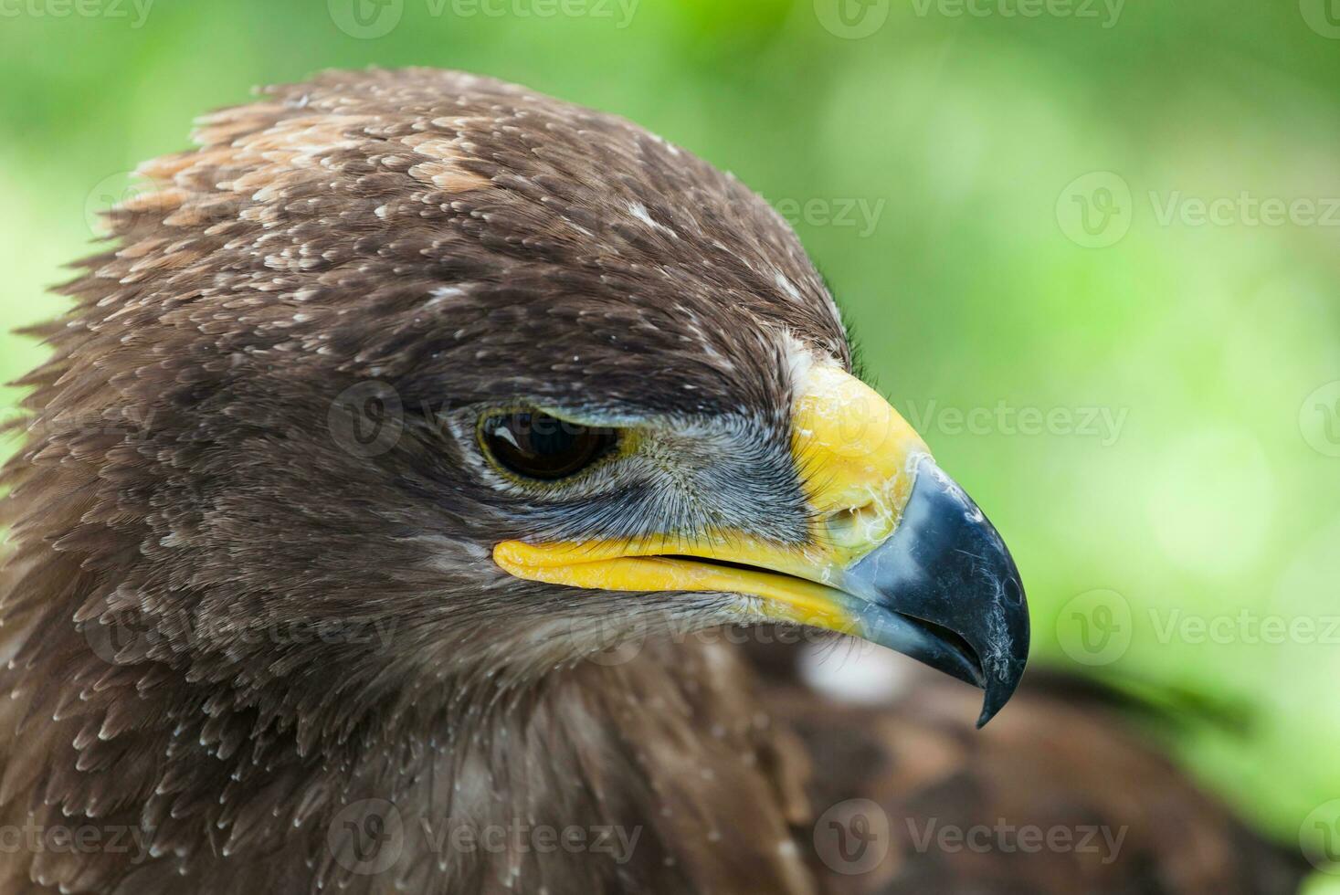 Golden eagle close up photo