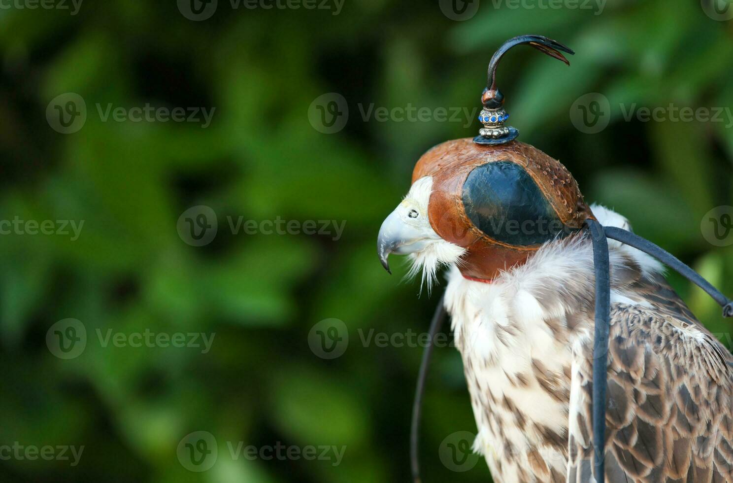 Peregrine falcon with mask photo