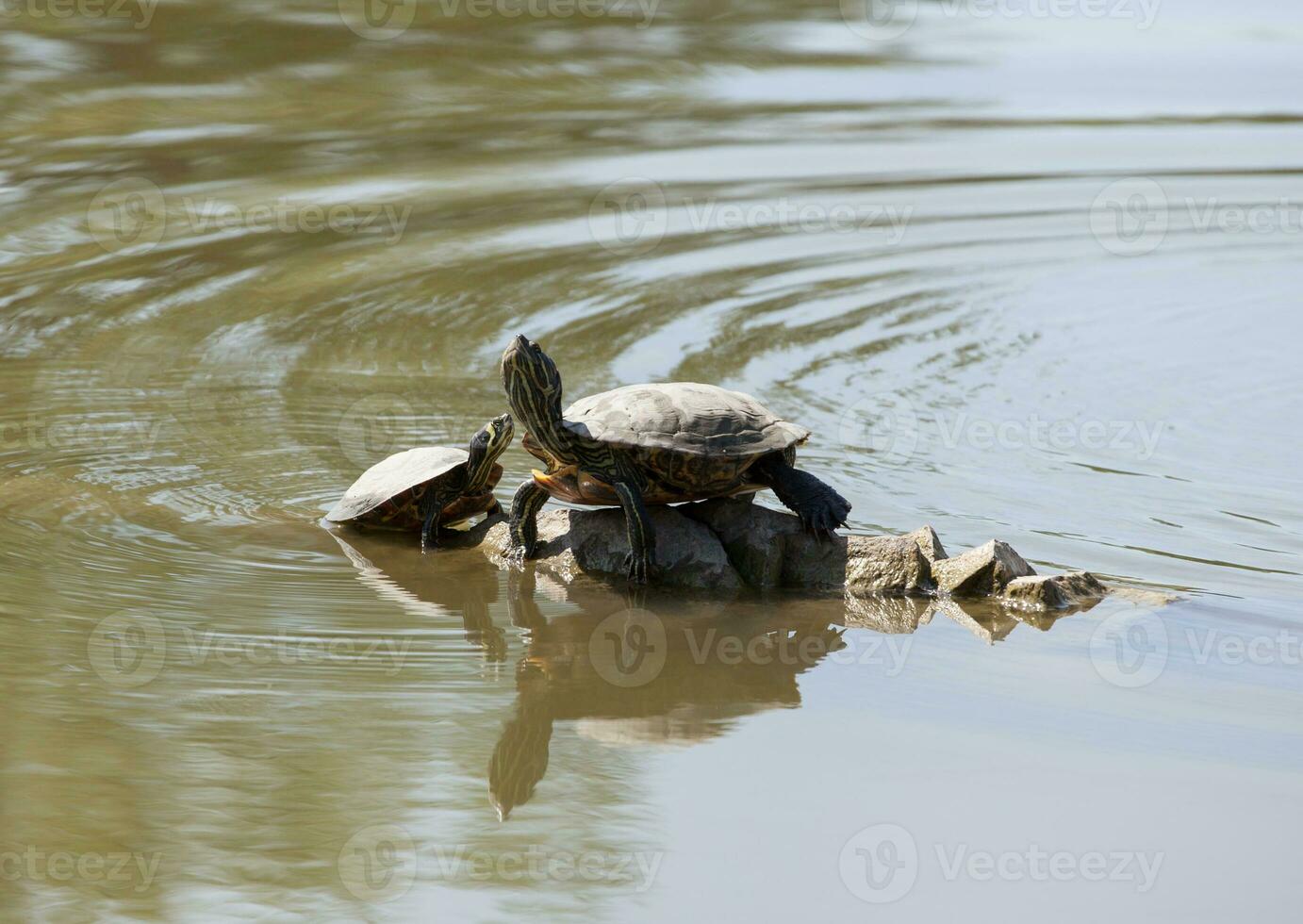 dos agua tortugas en el rock foto