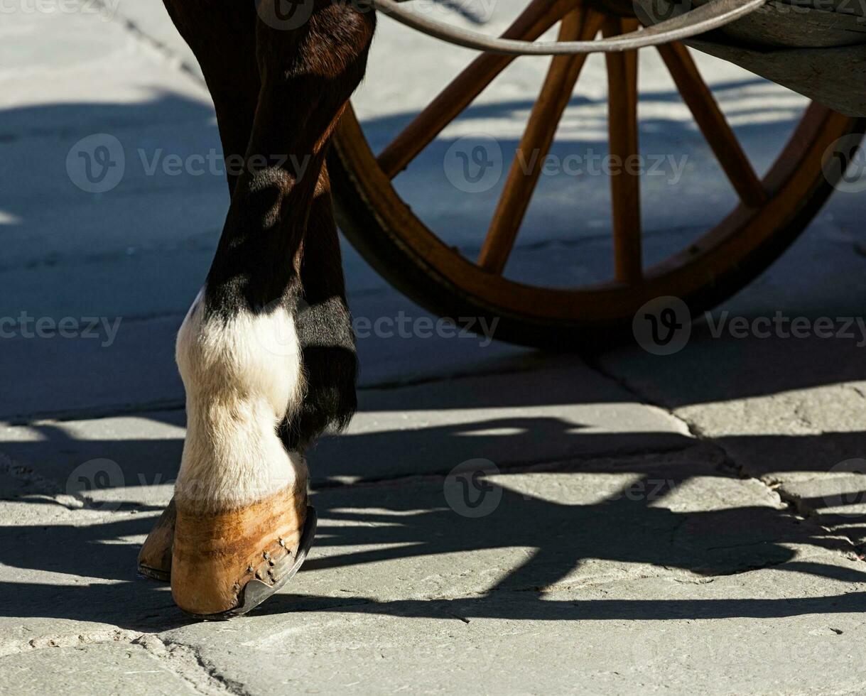 Horse hooves on the flagstones photo