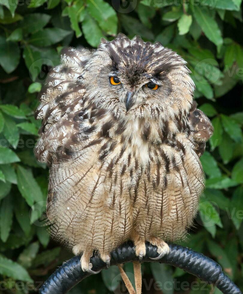 Great Horned Owl photo