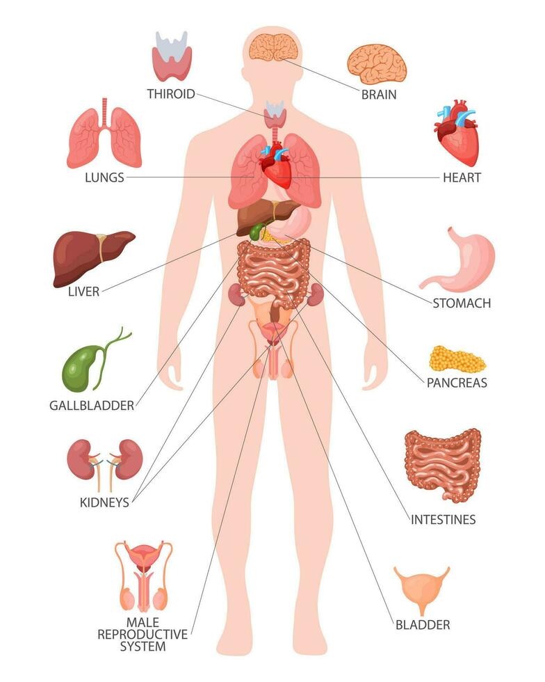 Human anatomy concept. Infographic poster with the internal organs of the male body. Respiratory, digestive, reproductive, cardiac systems. Banner, vector