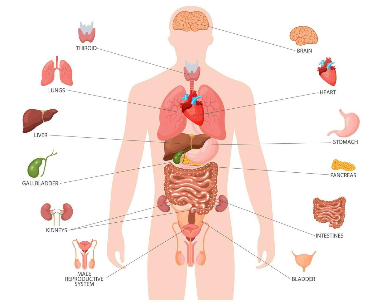 humano anatomía concepto. infografía póster con el interno órganos de el masculino cuerpo. respiratorio, digestivo, reproductivo, cardíaco sistemas bandera, vector