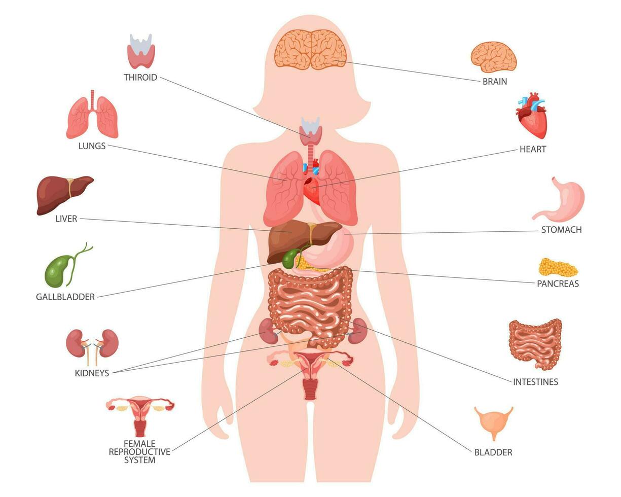 humano anatomía concepto. infografía póster con el interno órganos de el hembra cuerpo. respiratorio, digestivo, reproductivo, cardíaco sistemas bandera, vector
