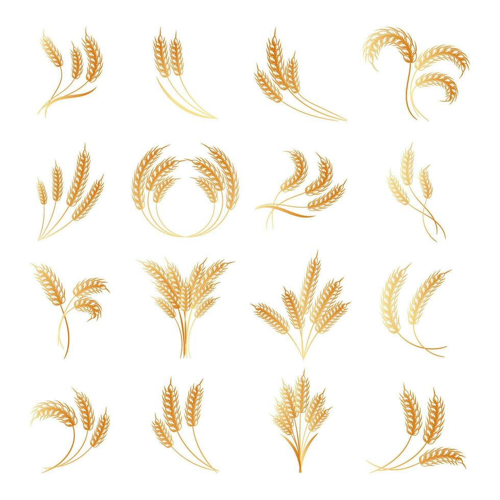 Set of logos from spikelets of wheat, rye, barley, golden design. Decor elements, icons, vector