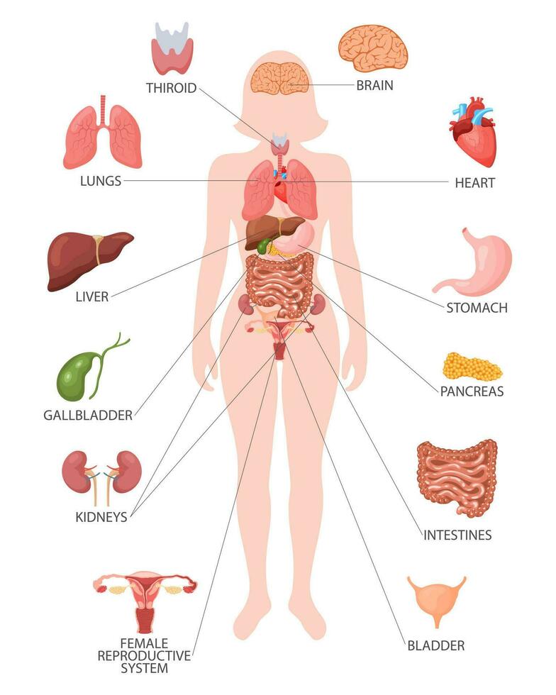 Infographic poster with the internal organs of the female body. Respiratory, digestive, reproductive, cardiac systems. Banner, vector